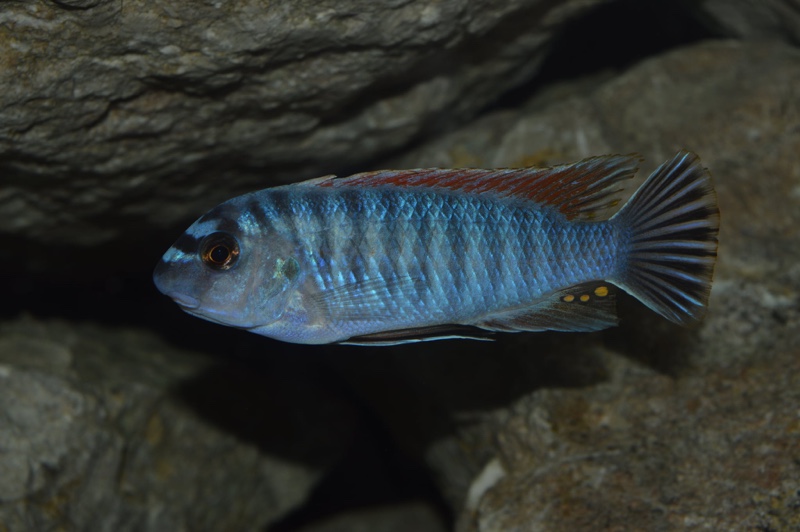 Labeotropheus fuelleborni 'Makanjila Point'